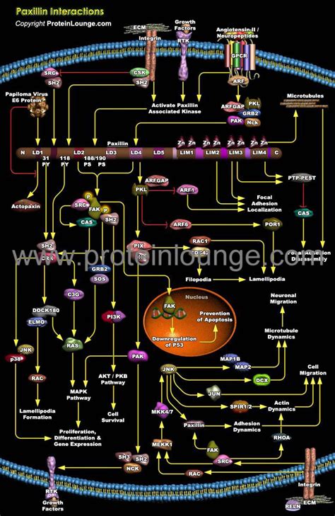 Biological Databases and Tools - Paxillin Interactions| Protein Lounge