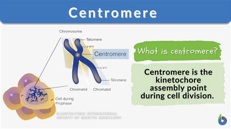 Centromere - Biology Simple