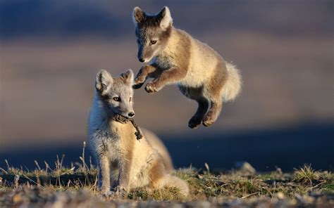 PsBattle: Two arctic fox cubs on Vrangel Island, Russian Arctic. : r ...