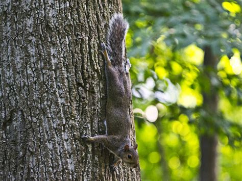 Tree Squirrels - Facts & Behavior Information