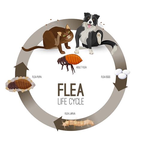 Best Cat Flea Infestation Treatment, Symptoms & Prevention In The Home