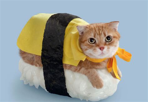 35 Cute Cats in Costumes - MyThirtySpot