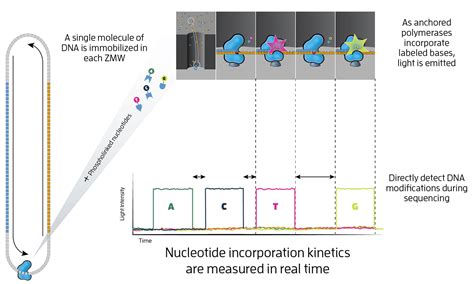 How HiFi sequencing works - PacBio