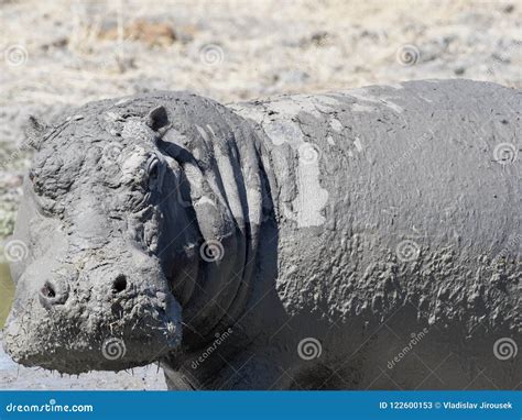 Hippopotamus Male, Hippopotamus Amphibius Covered with Mud Moremi ...