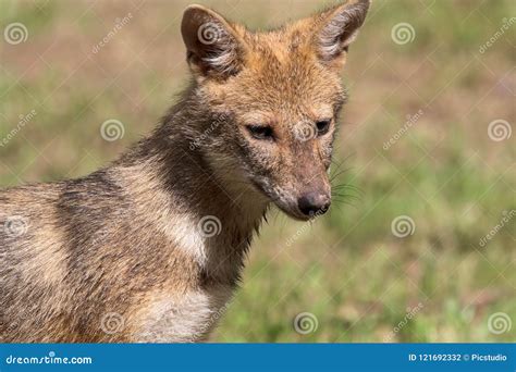 Indian jackal stock photo. Image of animal, young, cute - 121692332