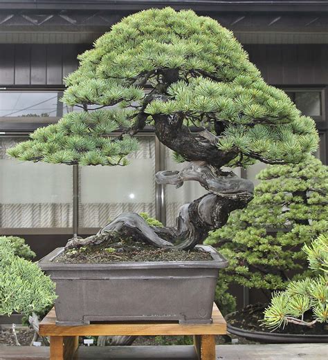 Bucida Bonsai