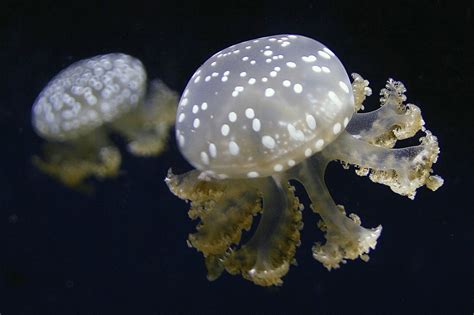 White Spotted Jellyfish | Native to Australia, this jelly's … | Flickr