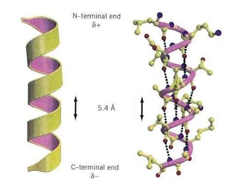 Alpha-Helix (310-Helix and Pi-Helix) (Molecular Biology)