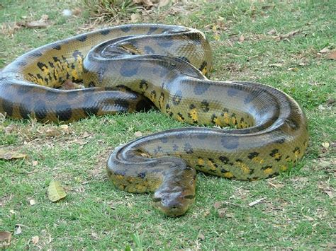 Green Anaconda Facts, Size, Weight, Habitat, Diet, Pictures