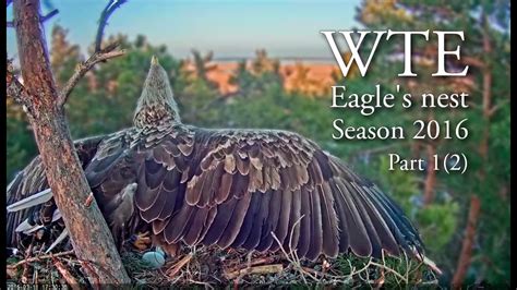 Life in white-tailed eagles' nest in Estonia. Part 1(2), season 2016 ...