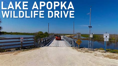 Lake Apopka Wildlife Drive (Florida) Birds, Alligators - YouTube