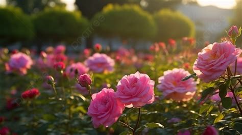 Pink Rose Garden With A Sun Coming Out In The Middle Of It Background ...