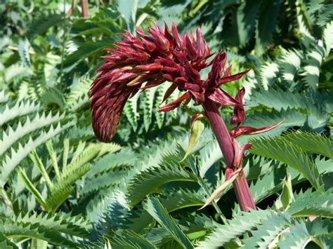 Melianthus Honeybush Information - Learn About Growing Honeybush Plants