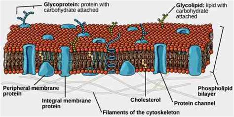 Lipid Bilayer - Assignment Point