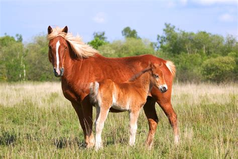 Is There a Shot To Bring Mare Into Heat? - NexGen Pharmaceuticals