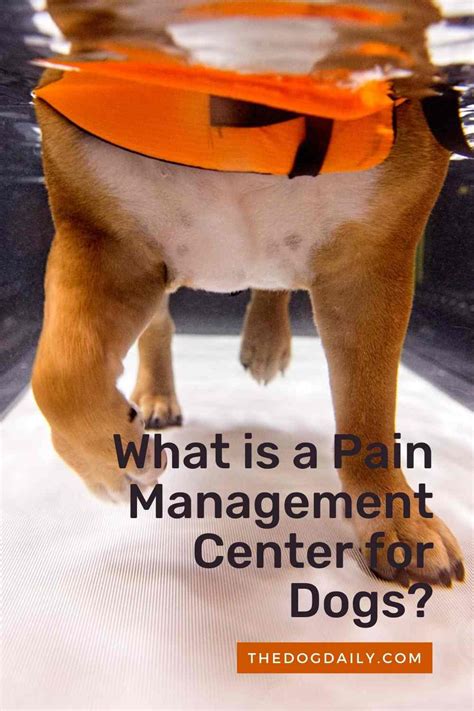 Can a Pain Management Center Help Your Dog? – The Dog Daily