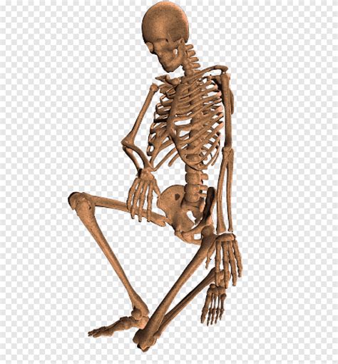 Skeletons of 7, brown human skeleton sitting, png | PNGEgg