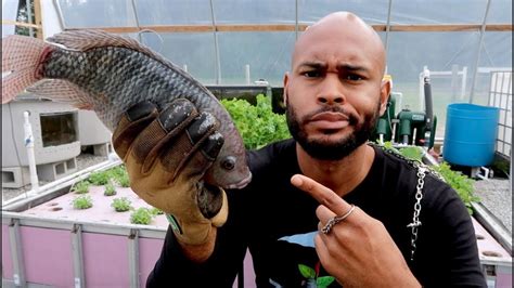 LET'S TALK TILAPIA #aquaponics – Happily Natural