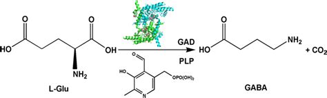 GABA production by glutamate decarboxylase (GAD) with... | Download ...