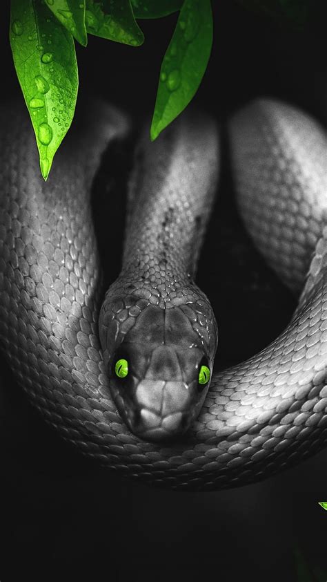 Black Snake, reptile, eyes, leaves, wild, poision, dark, HD phone ...