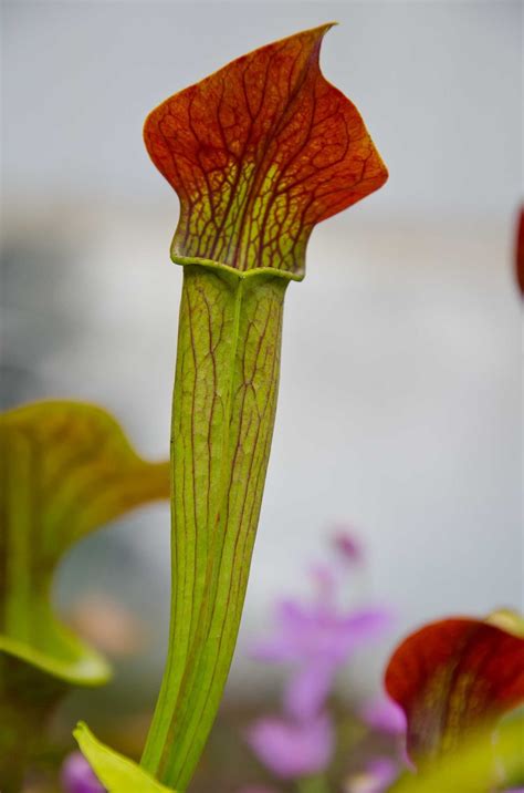 Central Virginia Organic Gardener: Field Trip: Botanique, a Pitcher ...