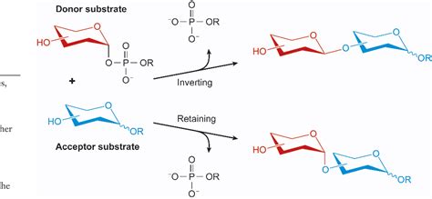 Glycosyltransferases: structures, functions, and mechanisms. | Semantic ...