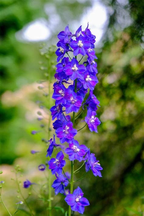 July birth flower: Larkspur & Water Lily - Growing Family | July birth ...