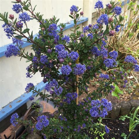 Ceanothe Puget Blue / Ceanothus impressus Puget Blue - Céanothe persistant