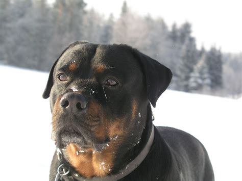 Animals: Rottweiler Dog