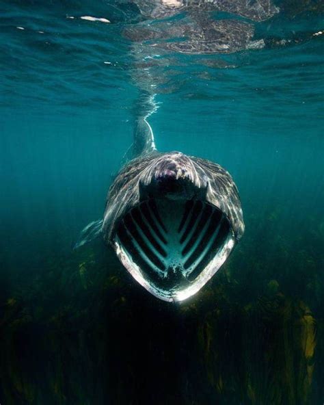 12 Eerie Pictures Guaranteed To Make You Forever Afraid Of Deep Water ...