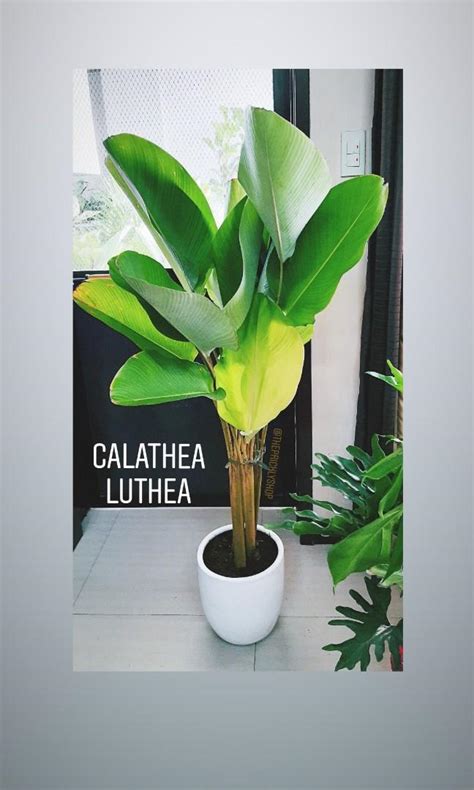 CALATHEA LUTEA PLANT, Furniture & Home Living, Gardening, Plants ...