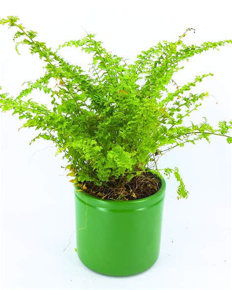 Nephrolepis exaltata "Green fantasy" - Zen Garden