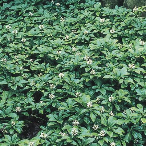 Flat Japanese Spurge Ground Cover at Lowes.com