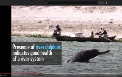 Ganges river dolphin - River Dolphins