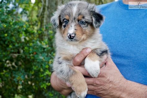 69+ Cute Toy Australian Shepherd Puppies For Sale Texas Image - Codepromos