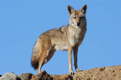 Loup (ou canis lupus) : tout savoir sur les loups | Pratique.fr