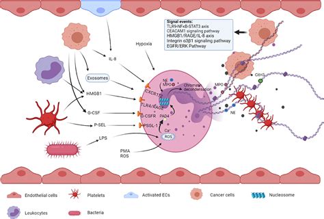 Frontiers | The Significance of Neutrophil Extracellular Traps in ...