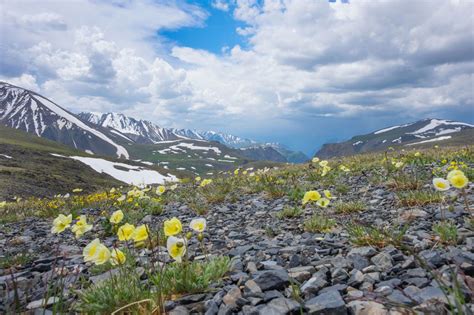 Arctic Landscape, Arctic Tundra, Colorful Plants, Biomes, Landscaping ...