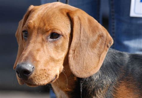 Lab Beagle Mix Breed Information Guide