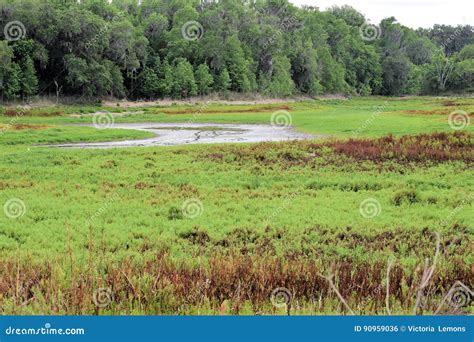 The Alachua Sink on the La Chula Trail in Paynes Prairie Florida Stock ...