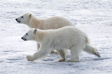 Polar Bears In The Arctic