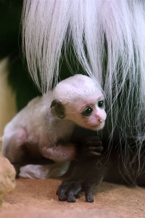 Monkey business: St. Louis Zoo's baby colobus monkey finally has a name ...