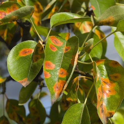 Common Rust Disease on Plants: Identification and Control Tips