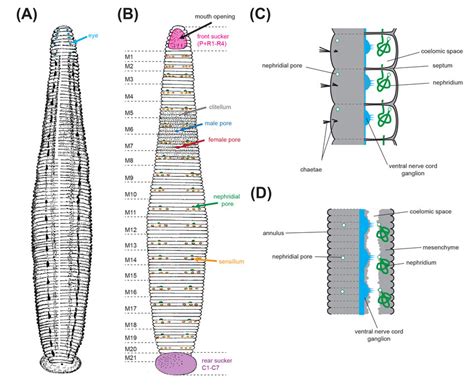 Preceder Apariencia instinto leech anatomy diagram De Dios Eléctrico ...