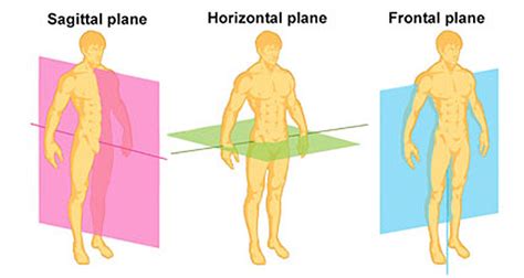 Sagittal Plane Movements