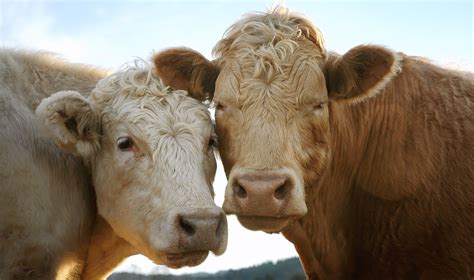 Do Cows Have Best Friends? The Answer Will Warm Your Heart (And Make ...