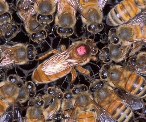 ¿Cómo es la abeja reina?. Curiosidades | Abejas reina, Abejas, Apicultura