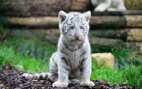 White Tiger Cubs Wallpaper - WallpaperSafari