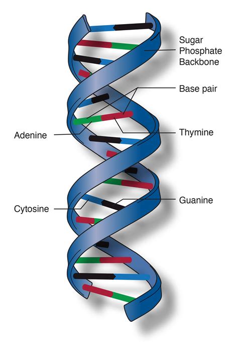 Dna double helix model, Dna model, Double helix