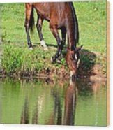 Equine Reflections Photograph by Maria Urso - Fine Art America